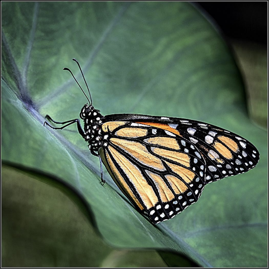 Warren Laura Underside of Resting Monarch Nature   Zoological   Class A 20251022